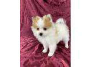 Pomeranian Puppy for sale in Hughesville, MO, USA