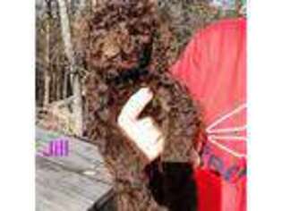 Goldendoodle Puppy for sale in White Pine, TN, USA