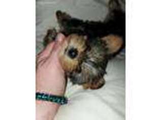 Yorkshire Terrier Puppy for sale in Lincolnton, GA, USA