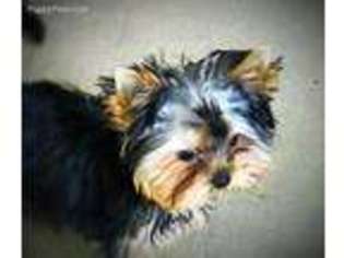 Yorkshire Terrier Puppy for sale in Stafford, VA, USA