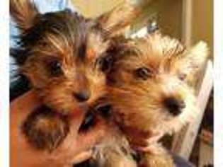Yorkshire Terrier Puppy for sale in NORWALK, CT, USA