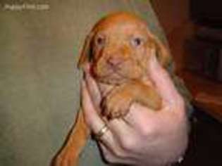Vizsla Puppy for sale in Hutchinson, MN, USA