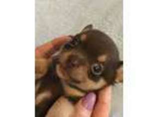 Chihuahua Puppy for sale in West Columbia, TX, USA