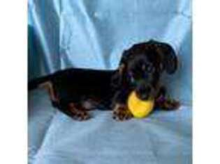 Dachshund Puppy for sale in Hixson, TN, USA