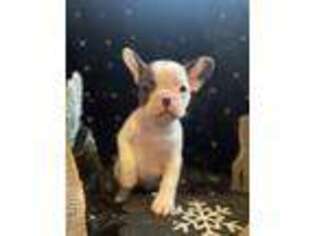 French Bulldog Puppy for sale in Kendall Park, NJ, USA