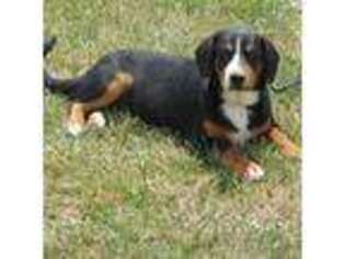 Bernese Mountain Dog Puppy for sale in Lewisburg, OH, USA