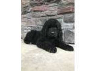Newfoundland Puppy for sale in Fort Wayne, IN, USA