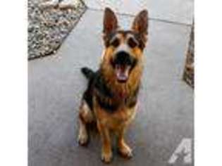 German Shepherd Dog Puppy for sale in ELLENSBURG, WA, USA