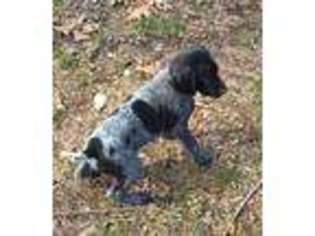 German Shorthaired Pointer Puppy for sale in Koshkonong, MO, USA