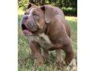 Olde English Bulldogge Puppy for sale in TALLAHASSEE, FL, USA
