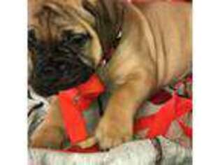 Bullmastiff Puppy for sale in Statesville, NC, USA