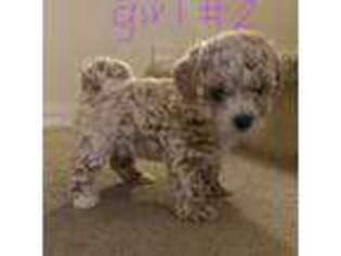 Goldendoodle Puppy for sale in Fountain Hills, AZ, USA