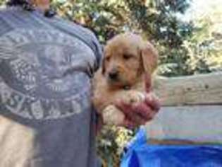Golden Retriever Puppy for sale in Sedalia, CO, USA