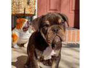 Bulldog Puppy for sale in Colorado Springs, CO, USA