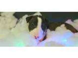 Bull Terrier Puppy for sale in Greeley, CO, USA