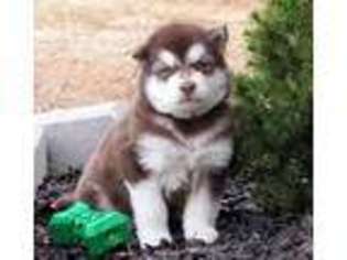 Alaskan Malamute Puppy for sale in Kenbridge, VA, USA