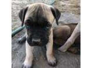 Cane Corso Puppy for sale in Delco, NC, USA