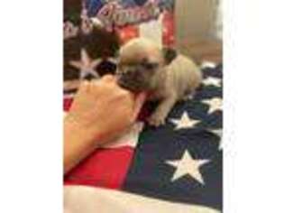 French Bulldog Puppy for sale in Searcy, AR, USA