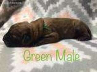 Mastiff Puppy for sale in Delia, KS, USA