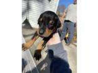 Doberman Pinscher Puppy for sale in Monroe City, MO, USA