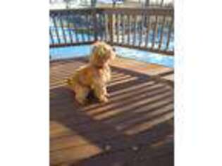 Goldendoodle Puppy for sale in Smithfield, UT, USA