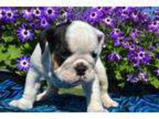 Bulldog Puppy for sale in Torrance, CA, USA