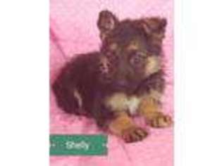 German Shepherd Dog Puppy for sale in Morrow, OH, USA