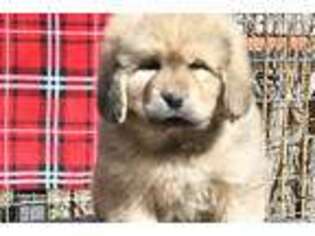 Tibetan Mastiff Puppy for sale in Dale, TX, USA