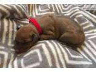Rhodesian Ridgeback Puppy for sale in Watertown, NY, USA