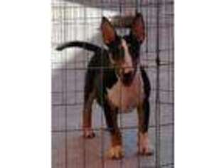 Bull Terrier Puppy for sale in Black River Falls, WI, USA