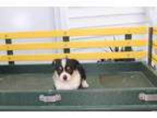Pembroke Welsh Corgi Puppy for sale in Humboldt, IL, USA