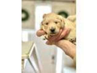 Labradoodle Puppy for sale in Winder, GA, USA