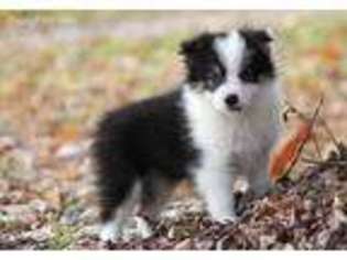 Border Collie Puppy for sale in Garrettsville, OH, USA