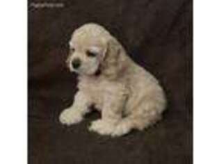 Cocker Spaniel Puppy for sale in Atwater, CA, USA