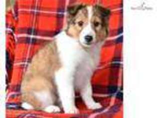 Shetland Sheepdog Puppy for sale in Lancaster, PA, USA