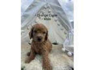 Goldendoodle Puppy for sale in North Port, FL, USA