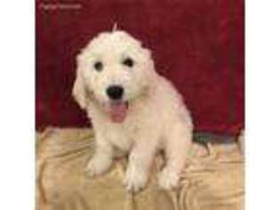 Goldendoodle Puppy for sale in Jerico Springs, MO, USA