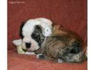 Bulldog Puppy for sale in Hogansville, GA, USA