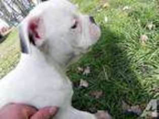Miniature Bulldog Puppy for sale in BLAIRSVILLE, PA, USA