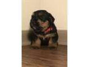 Norwich Terrier Puppy for sale in Highland Village, TX, USA