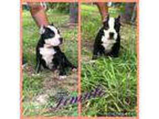Mutt Puppy for sale in Aransas Pass, TX, USA