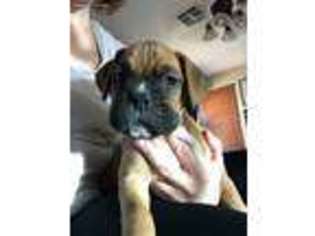 Boxer Puppy for sale in Mesa, AZ, USA