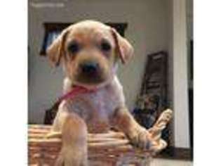 Labrador Retriever Puppy for sale in Caldwell, ID, USA