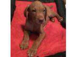 Vizsla Puppy for sale in East Ryegate, VT, USA