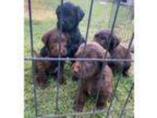 Labradoodle Puppy for sale in Stafford, KS, USA