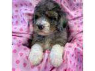 Goldendoodle Puppy for sale in Ashaway, RI, USA