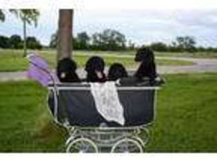 Flat Coated Retriever Puppy for sale in Lyons, OH, USA
