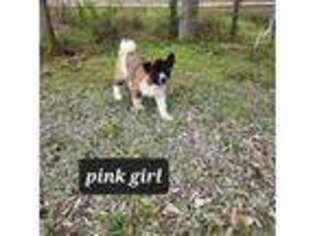 Akita Puppy for sale in Arcadia, FL, USA