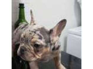 French Bulldog Puppy for sale in Poughkeepsie, NY, USA