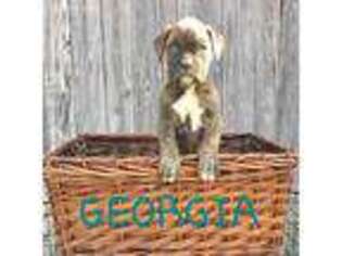 Boxer Puppy for sale in North Adams, MI, USA